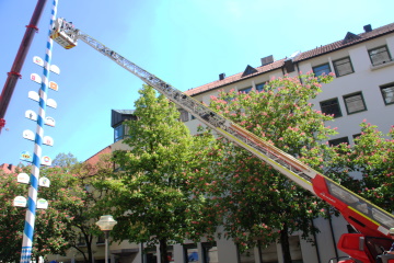 Der Maibaum steht. Mit der Drehleiter wurde das Seil entfernt.